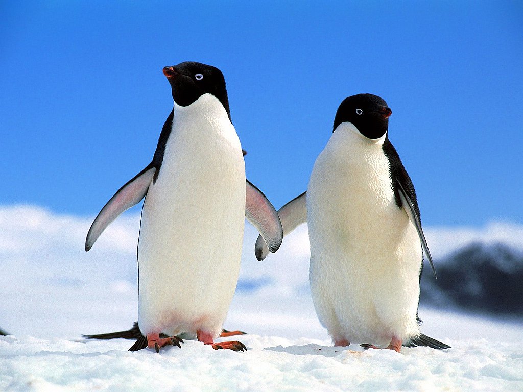 Companions, Adelie Penguins